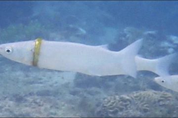 「結婚戒指」遺失在海中　本以為不可能找到　卻奇蹟在小魚身上發現　難在如何取下？